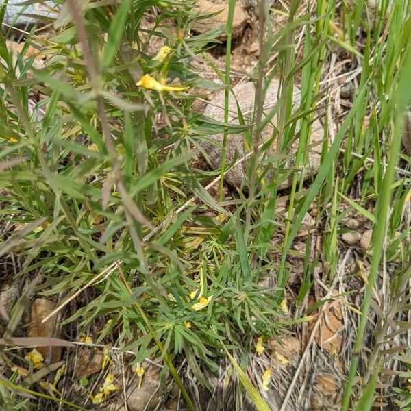 Linaria supina Blad