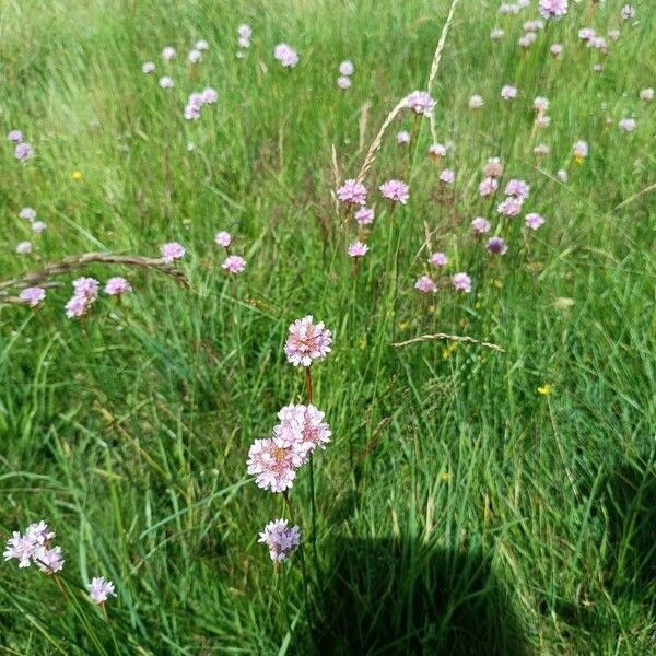 Armeria arenaria Hábitos