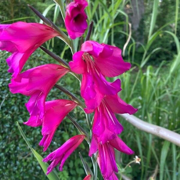 Gladiolus communis Kvet