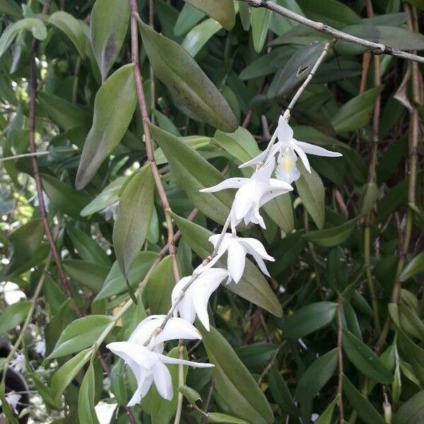 Dendrobium crumenatum Flor