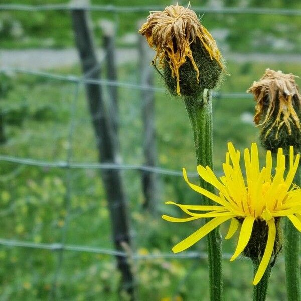 Crepis pontana Fleur