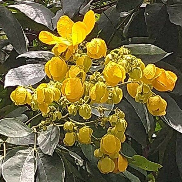 Cassia abbreviata Flor