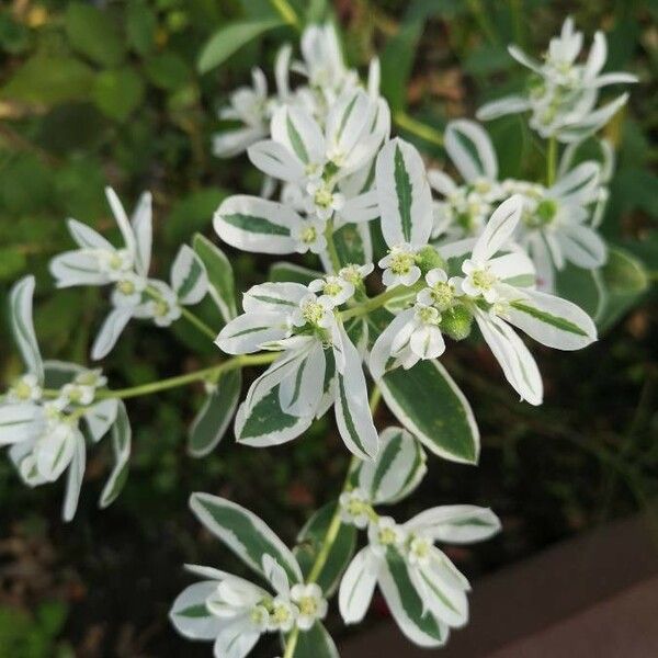 Euphorbia marginata പുഷ്പം