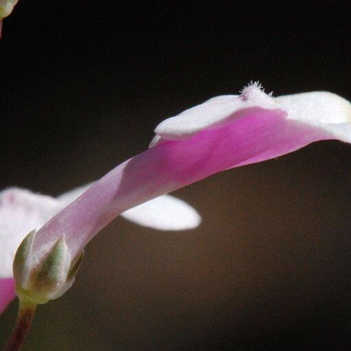 Penstemon ambiguus Flower