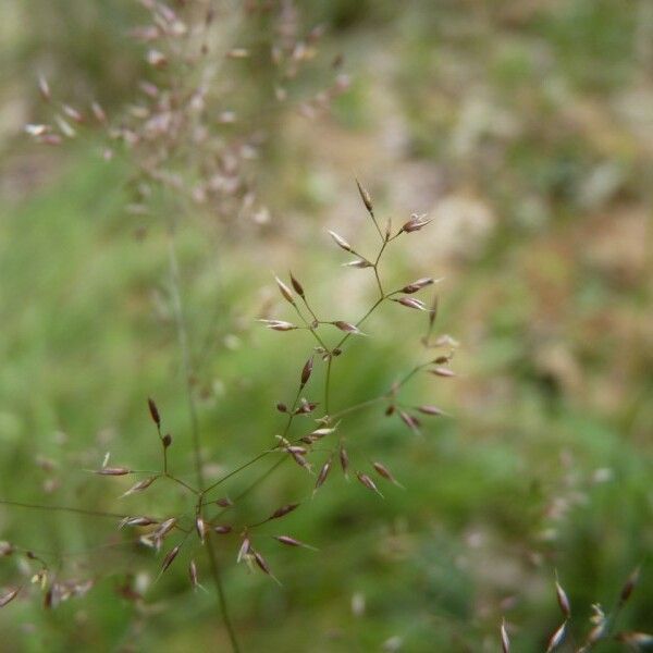 Agrostis canina Fruit