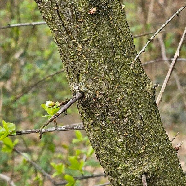 Prunus fruticosa Bark