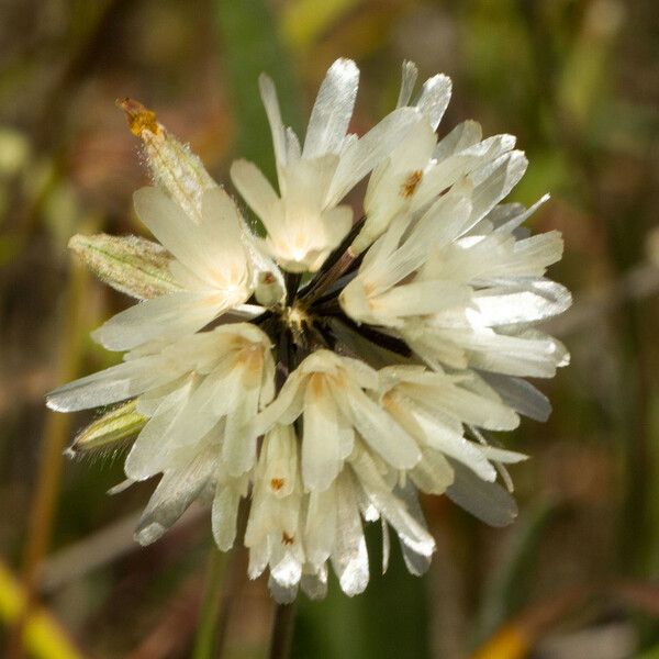 Achyrachaena mollis Кветка