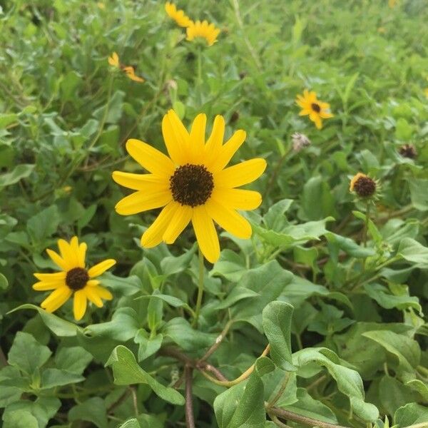 Helianthus debilis Flors