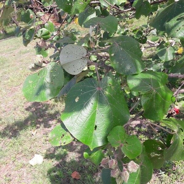 Talipariti tiliaceum Blatt