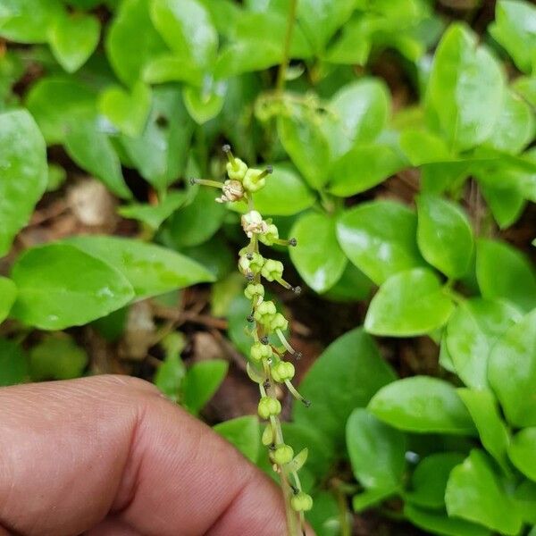 Orthilia secunda Flor