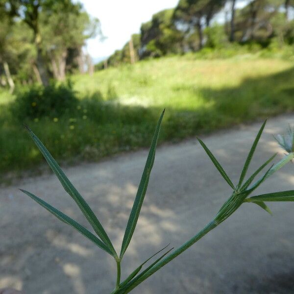 Trifolium angustifolium Leaf