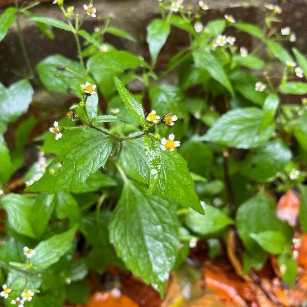 Galinsoga quadriradiata Blomma