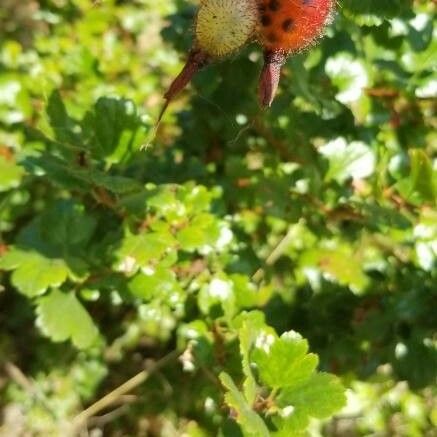 Ribes speciosum Frukt