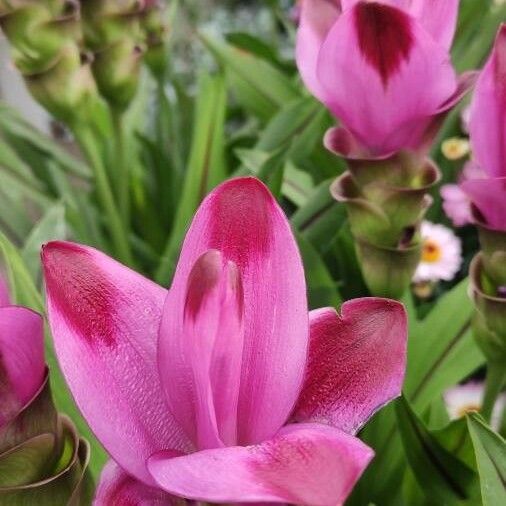 Curcuma alismatifolia Кветка