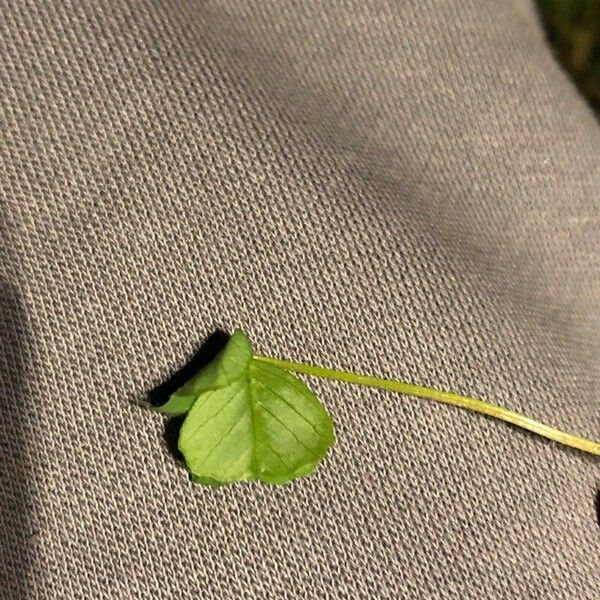 Medicago polymorpha Leaf