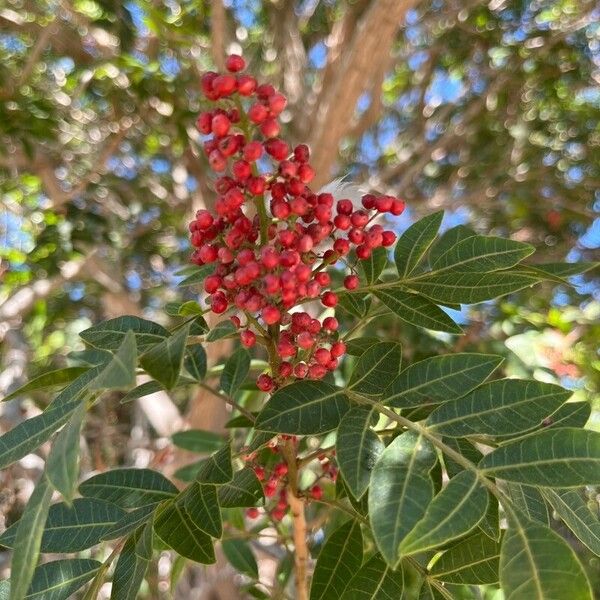 Schinus terebinthifolia Frugt