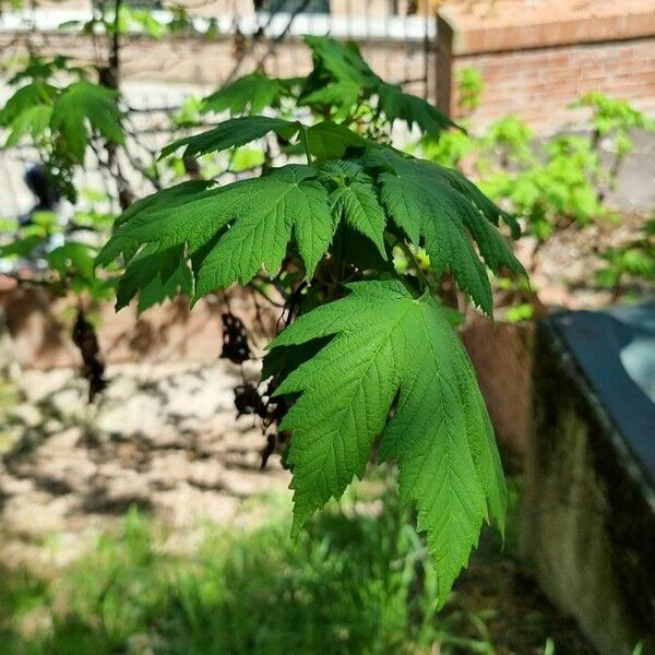 Acer glabrum Blad