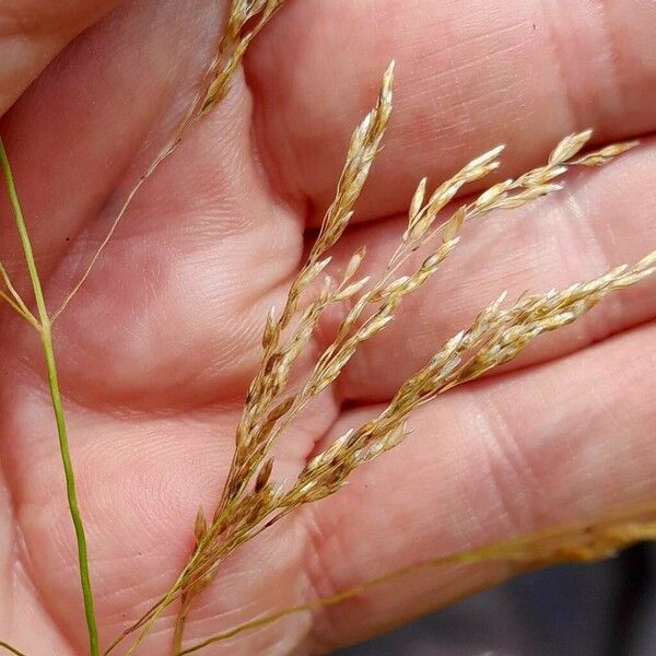 Deschampsia cespitosa Плід