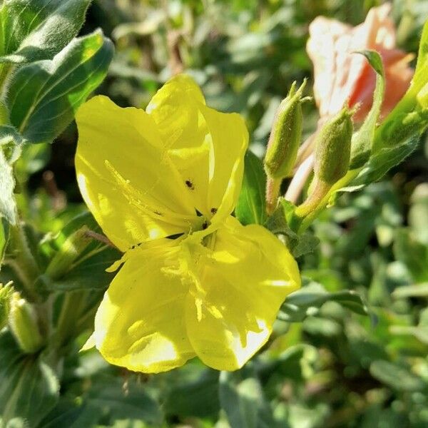 Oenothera indecora Flors