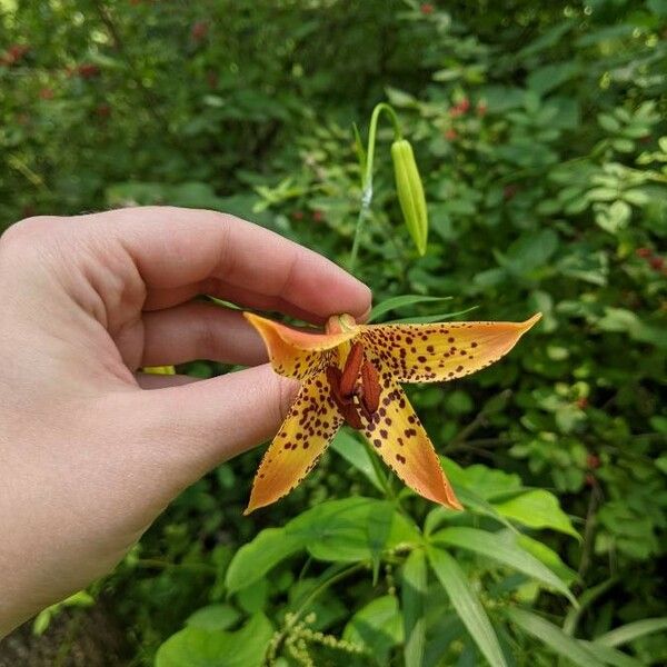 Lilium canadense Flower