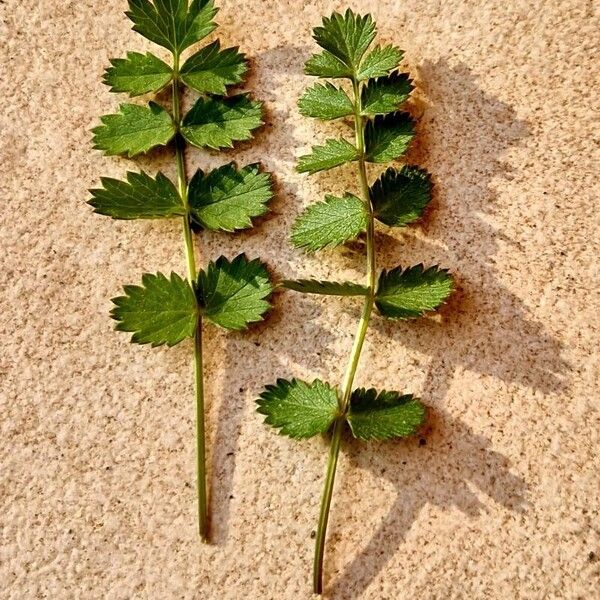 Pimpinella saxifraga Yaprak