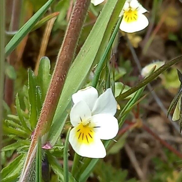 Viola arvensis Kwiat