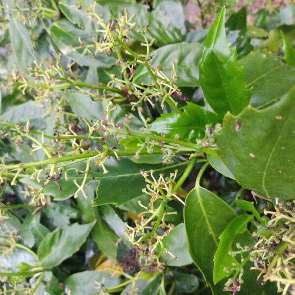 Aucuba japonica Плод