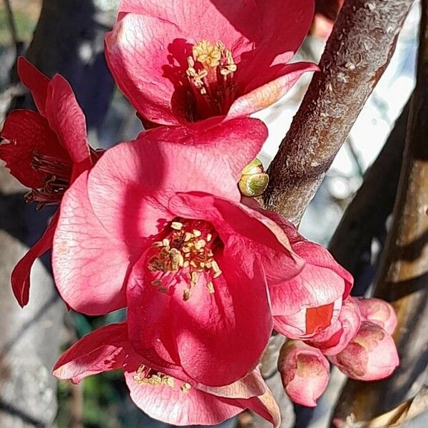 Chaenomeles speciosa Flower