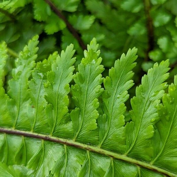 Asplenium boltonii Leaf