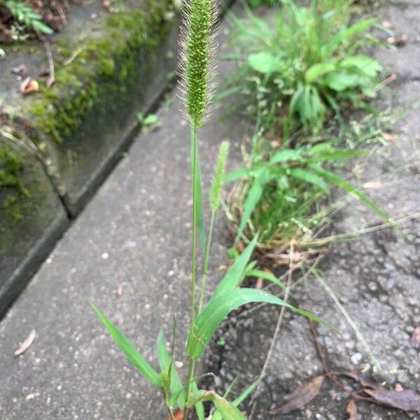 Setaria viridis Λουλούδι