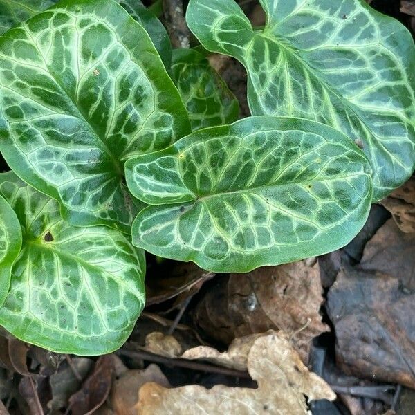 Arum italicum Frunză