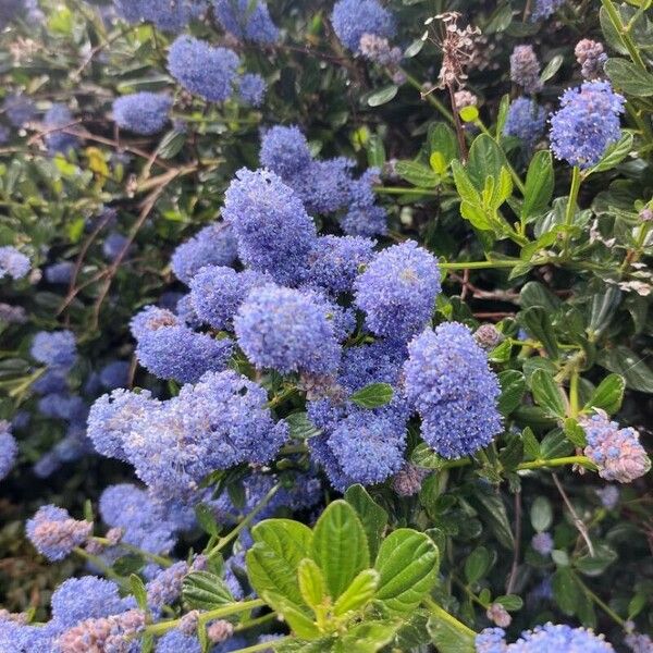 Ceanothus thyrsiflorus Kukka