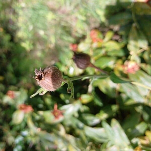 Silene noctiflora Frugt