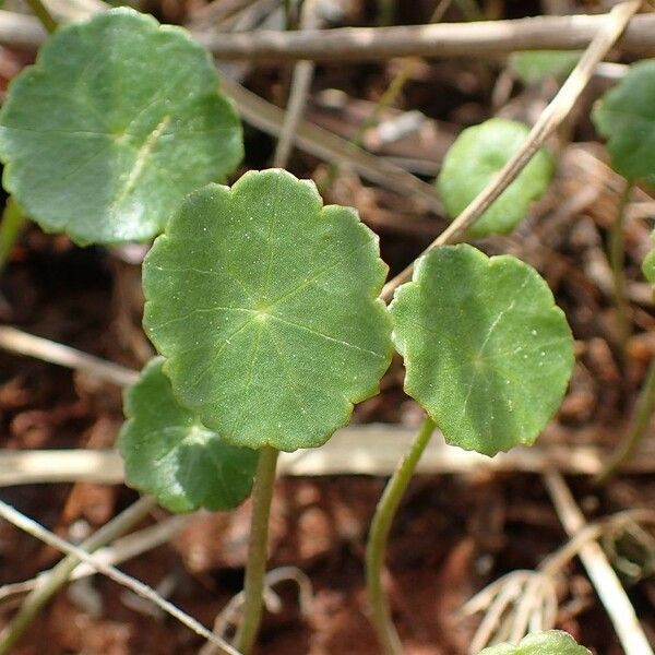 Hydrocotyle vulgaris List