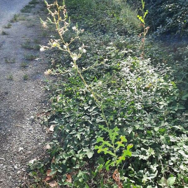 Lactuca serriola 整株植物