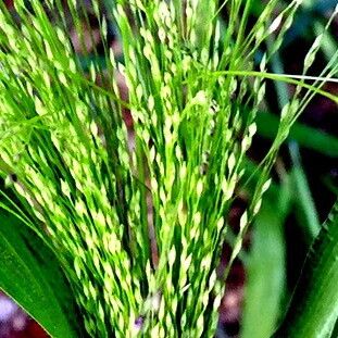 Panicum capillare Кветка