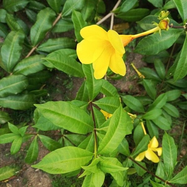 Allamanda cathartica Flower