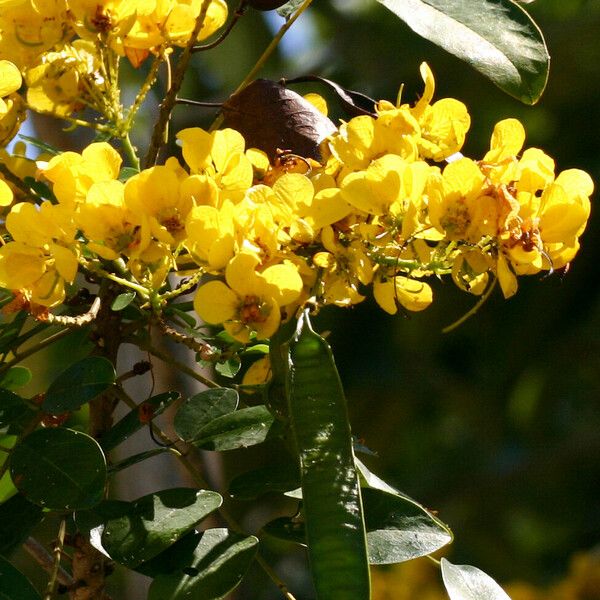 Senna spectabilis Fruit