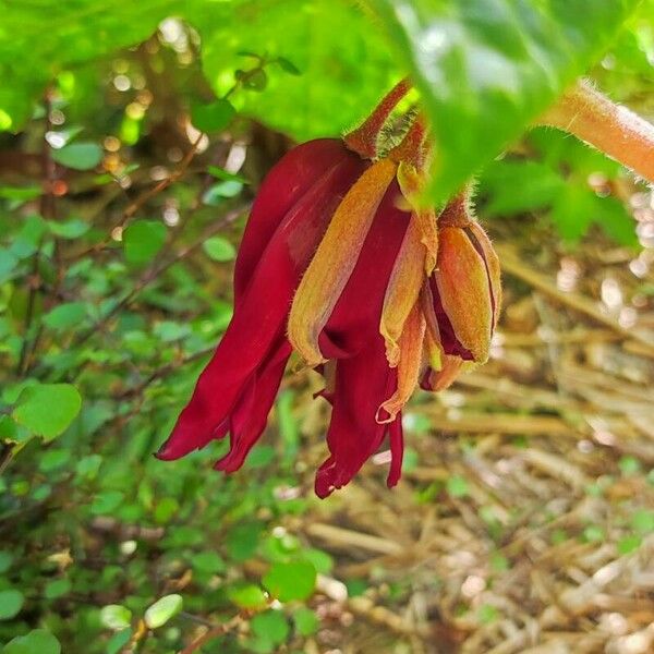 Podophyllum cv. 'Kaleidoscope' Flor