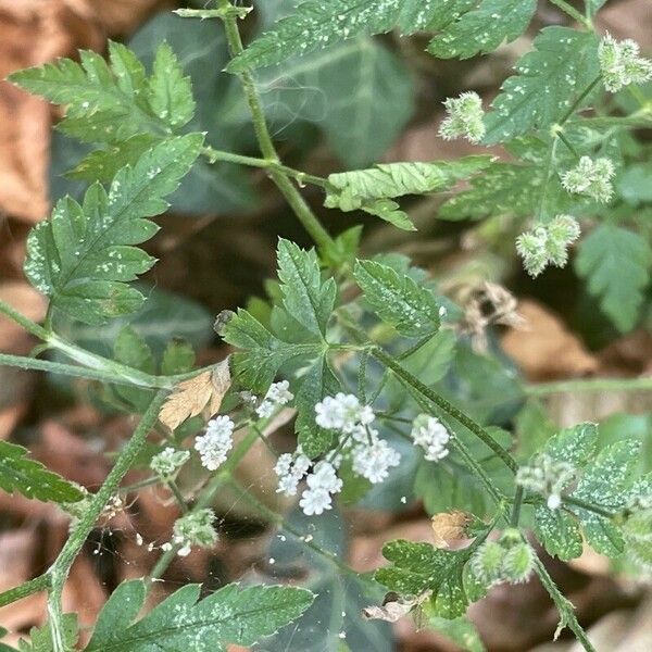 Torilis japonica ഇല