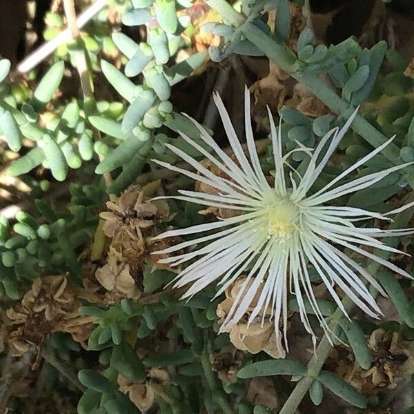 Mesembryanthemum nodiflorum Žiedas