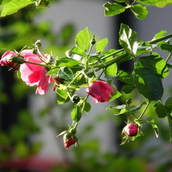 Rosa rubiginosa Cvet