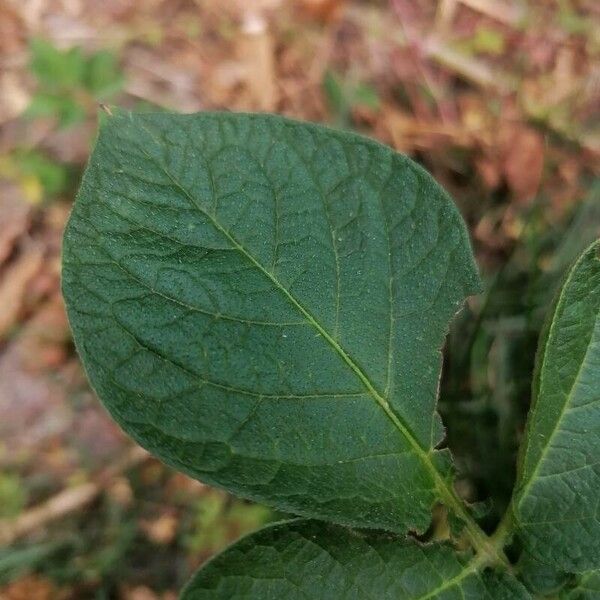 Solanum tuberosum Leaf