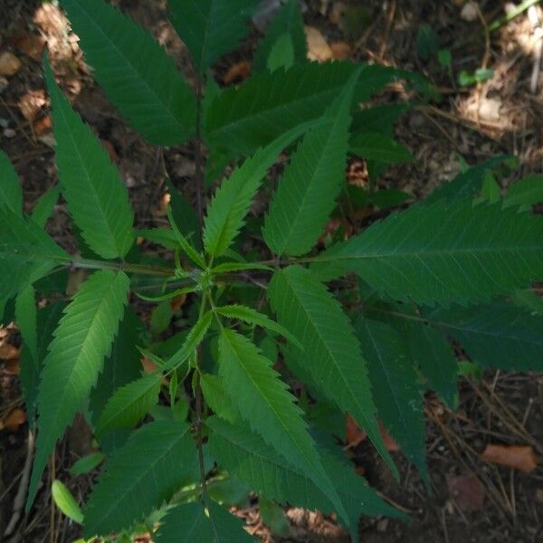 Bidens frondosa Blad