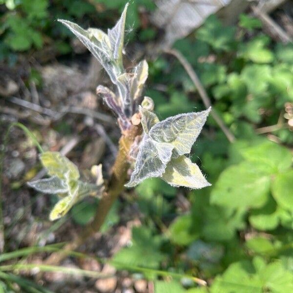 Paulownia tomentosa 葉