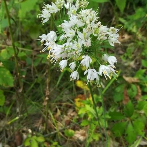 Allium cernuum Цветок