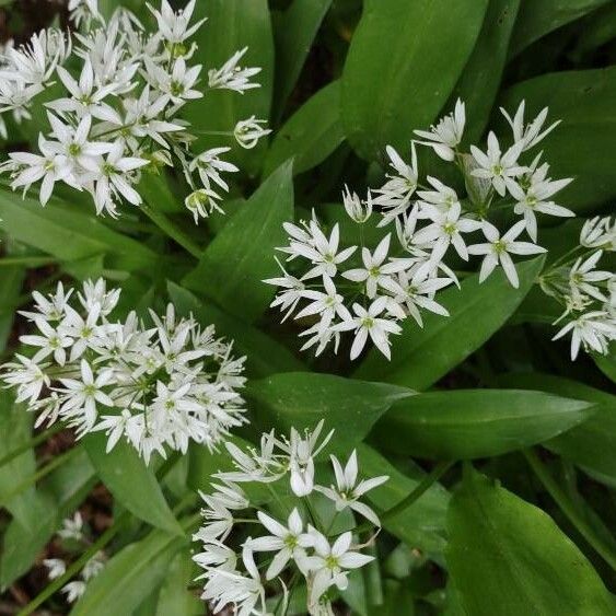 Allium ursinum Λουλούδι