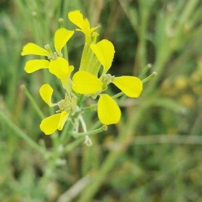 Erysimum virgatum Blomma