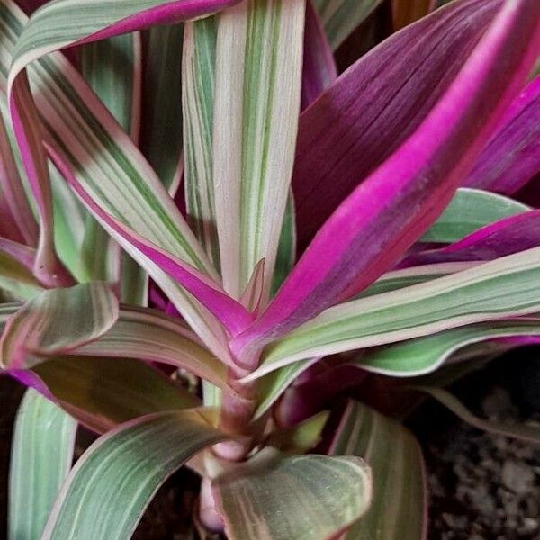 Tradescantia spathacea Hostoa