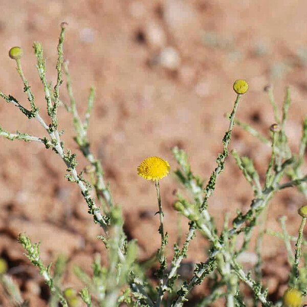 Pulicaria undulata Blomma